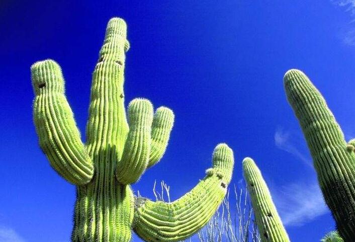 仙人球長小球要修剪嗎，最好把這些小球進行移栽