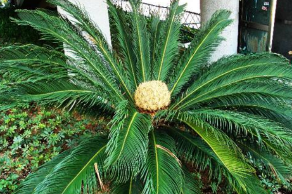 蘇鐵有哪些品種，常見蘇鐵品種介紹