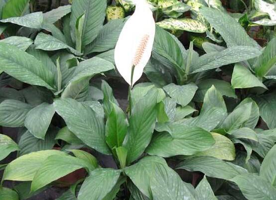 一帆風(fēng)順?biāo)B(yǎng)還是土養(yǎng)，土養(yǎng)最為合適(水養(yǎng)易爛根)