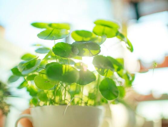 銅錢草怎么繁殖，盤點銅錢草三種繁殖方法(扦插/分株/播種)