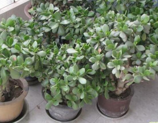 關(guān)于玉樹開花的迷信說法，（玉樹開花人離世）是假的