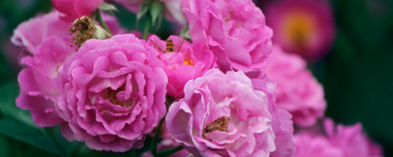 薔薇花什么時(shí)候開(kāi)花