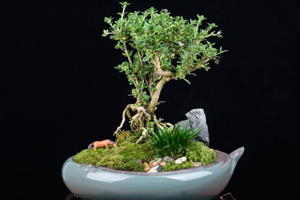 六月雪夏天怎么養(yǎng)，六月雪夏季養(yǎng)殖5大要點