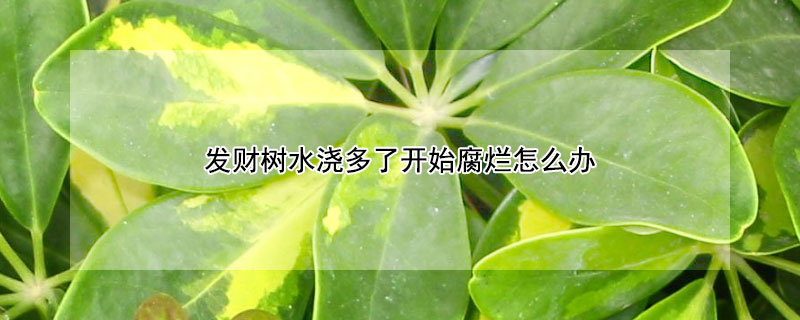 發(fā)財樹水澆多了開始腐爛怎么辦