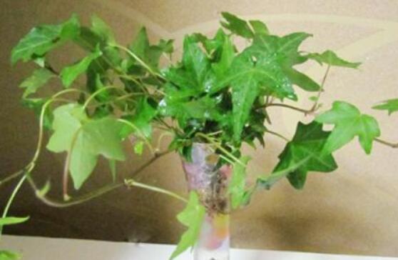 常春藤葉片干枯怎么辦，四種原因以及解決方法