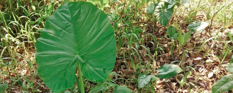 滴水觀音春天怎么養(yǎng)