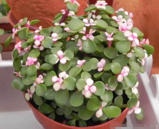 雅樂(lè)之舞適合什么花盆，陶盆、紫砂盆、泥瓦盆最為合適