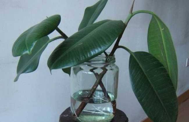 橡皮樹泡水生根的方法，3個步驟讓你橡皮樹深根固柢