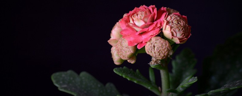 長(zhǎng)壽花秋天可以扦插嗎