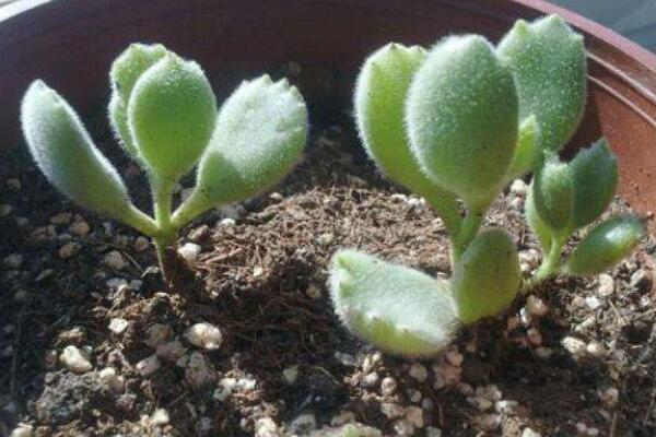 多肉熊童子的種植過程，熊童子種植詳細(xì)步驟介紹