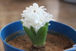 風(fēng)信子為什么長不高，可能是因為日常管理不當(dāng)造成