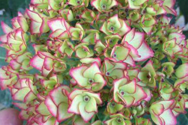 塞布麗娜繡球花的養(yǎng)殖方法和注意事項