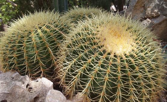 仙人掌適合在室內(nèi)種植嗎，吸收二氧化碳、釋放氧氣/天然氧吧