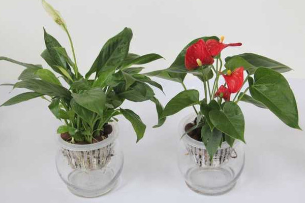 紅掌水培養(yǎng)殖方法，控制濕度是重中之重