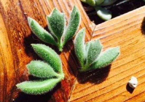 熊童子扦插技巧，五個簡單小步驟一學就會