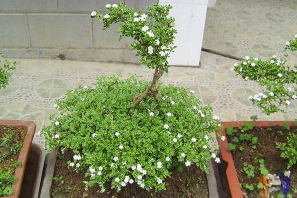 六月雪的養(yǎng)殖方法，6步教你養(yǎng)好六月雪