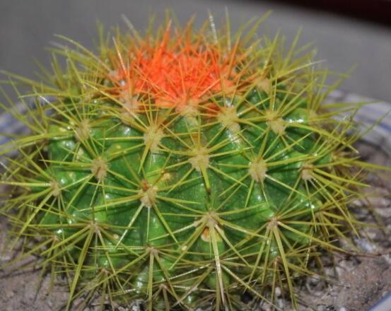 仙人球爛了怎么辦，及時修剪爛根、消毒/保持通風透氣