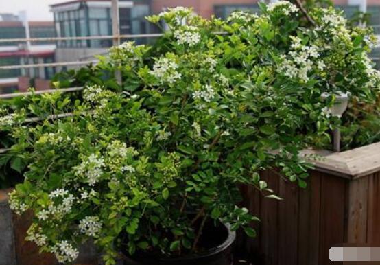 九里香盆景樹樁怎樣變粗，營養(yǎng)豐富、勤修剪，施足肥