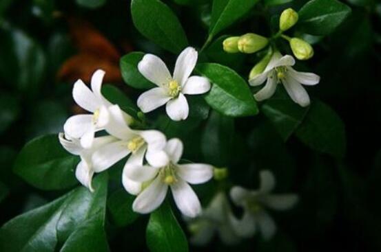 九里香種在家里禁忌，只需要注意四個(gè)要點(diǎn)即可