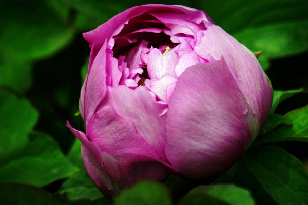 牡丹花夏天干枯還能發(fā)芽嗎