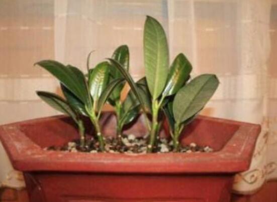 橡皮樹的葉插方法，擇基部下小嫩芽葉片/春秋季節(jié)扦插最佳