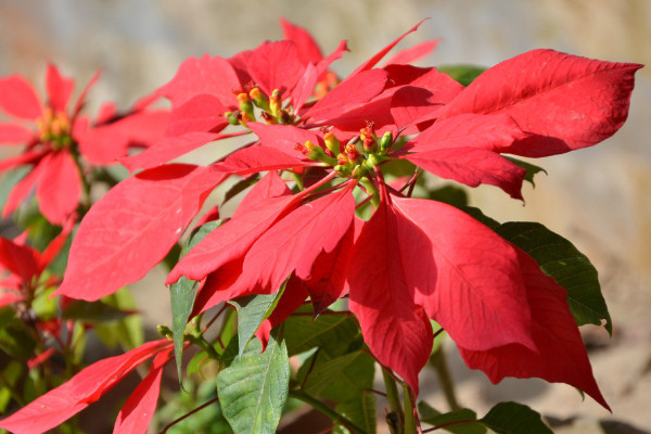 一品紅開(kāi)完花怎么修剪