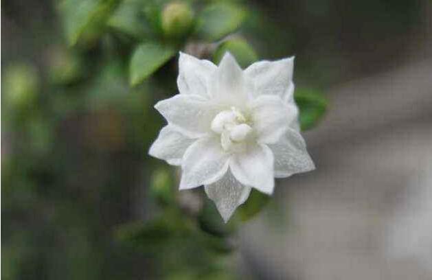 盆景六月雪的養(yǎng)護(hù)知識(shí)，土壤和環(huán)境都要適宜它的生長