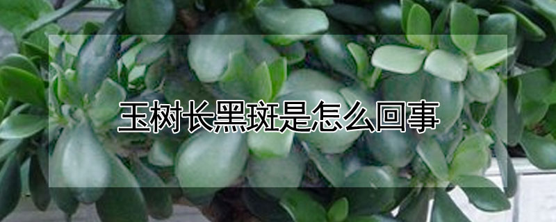 玉樹(shù)長(zhǎng)黑斑是怎么回事