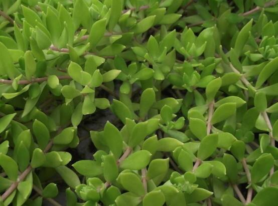 玉樹怎么換盆，三個簡單步驟讓你輕松學(xué)會