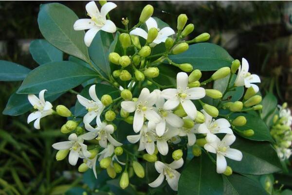 九里香花期有多長,花期一般有四個月(4-8月)