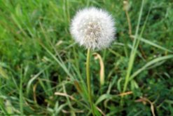 蒲公英的種植方法及注意事項(xiàng)，在每年6月采摘種子