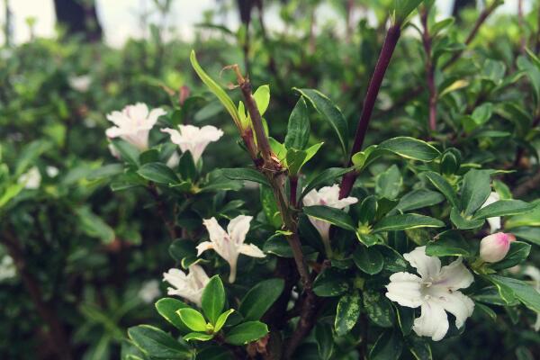 六月雪盆景造型圖解，造型固然重要剪后養(yǎng)護也不可忽視