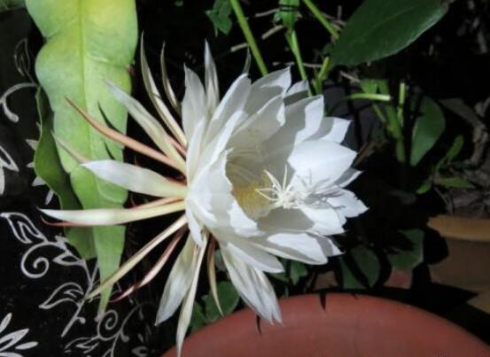 曇花開(kāi)代表什么預(yù)兆，預(yù)兆著好事成雙、喜事臨門(mén)