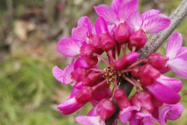 怎么修剪紫荊花樹(shù)