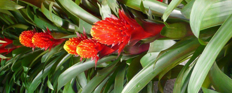 鴻運(yùn)當(dāng)頭花變黑發(fā)霉了怎么辦