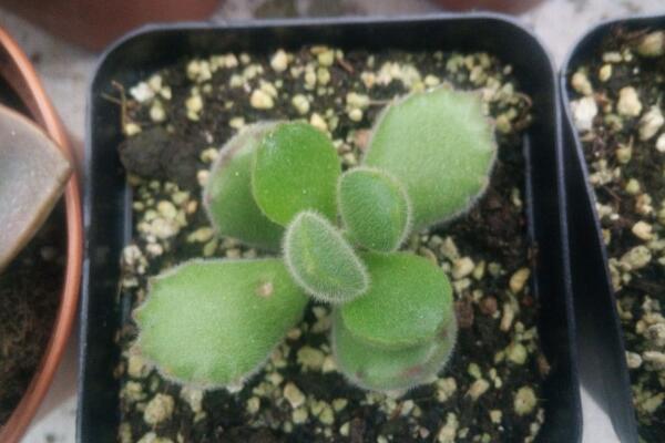 多肉熊童子的種植過程，熊童子種植詳細(xì)步驟介紹