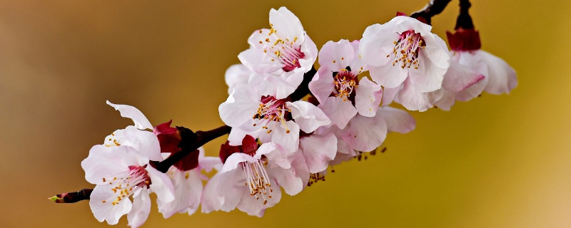 梅花可以放在室內(nèi)嗎