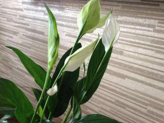 一帆風(fēng)順花的擺放禁忌，忌光線太強與溫度極低處