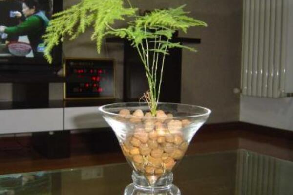 怎么養(yǎng)文竹