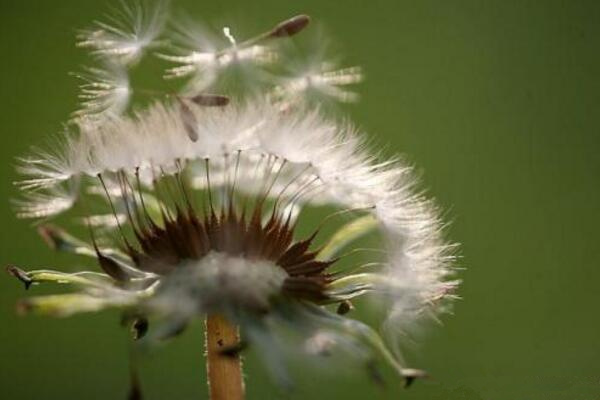 蒲公英怎么傳播種子，通過風(fēng)力進(jìn)行傳播