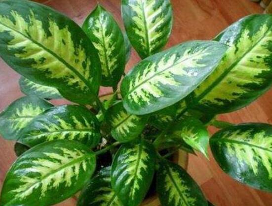 欣賞好看的萬(wàn)年青圖片，枝葉青翠、紅如珊瑚、艷似瑪瑙