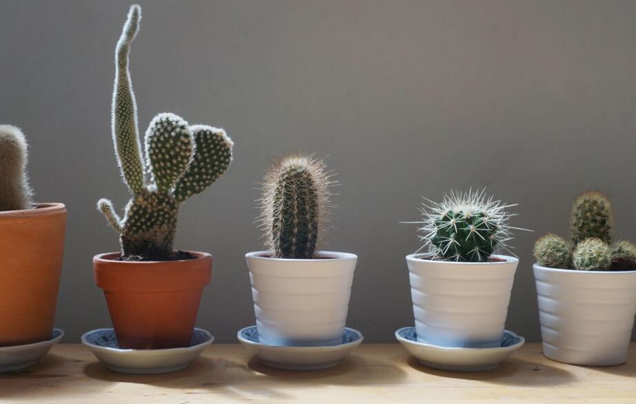 仙人掌繁殖方法大全，側(cè)芽和種子繁殖方法最適合