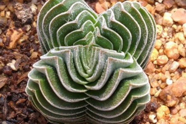 玉稚兒多肉怎么養(yǎng)