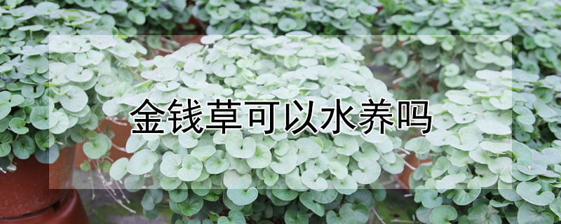 金錢草可以水養(yǎng)嗎