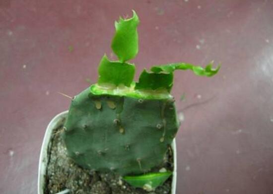 仙人掌爛根原因，仙人掌爛根怎么辦/重新栽培