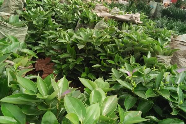 平安樹(shù)葉子發(fā)黑干枯怎么辦，分析原因及時(shí)補(bǔ)救