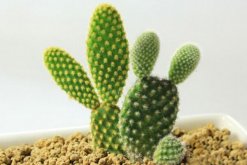 仙人掌的盆栽方法，5種方法讓你的仙人掌可愛多多