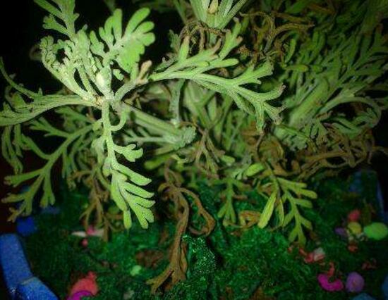 薰衣草葉子干枯怎么辦，教你正確的補(bǔ)救方法