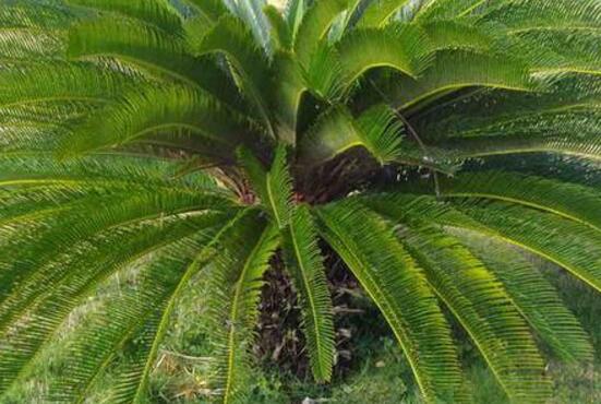 鐵樹有幾種，細(xì)數(shù)最好看的六大品種