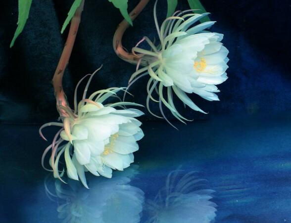 曇花爛根怎么處理，及時處理不然會造成無藥可救的狀態(tài)